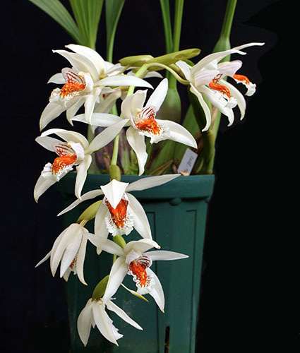 Coelogyne sp aff. asperata
